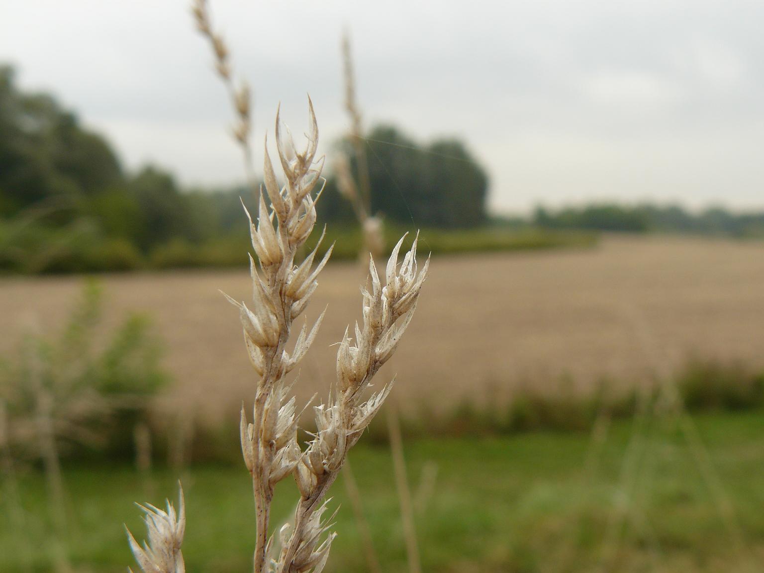 dulcis in fundo - Festuca sp.